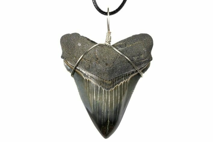 Fossil Chubutensis Tooth Necklace - Megalodon Ancestor #130957